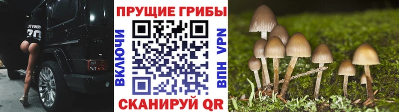 Псилоцибиновые грибы Psilocybe  где купить   Аркадак 